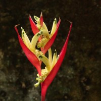 Heliconia psittacorum L.f.